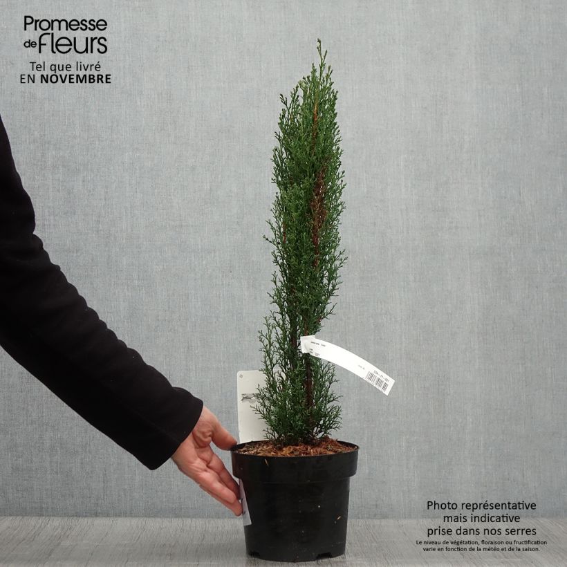 Exemplaar van Cupressus sempervirens Totem - Italiaanse cipres Pot van 2 l/3 l zoals geleverd in de herfst