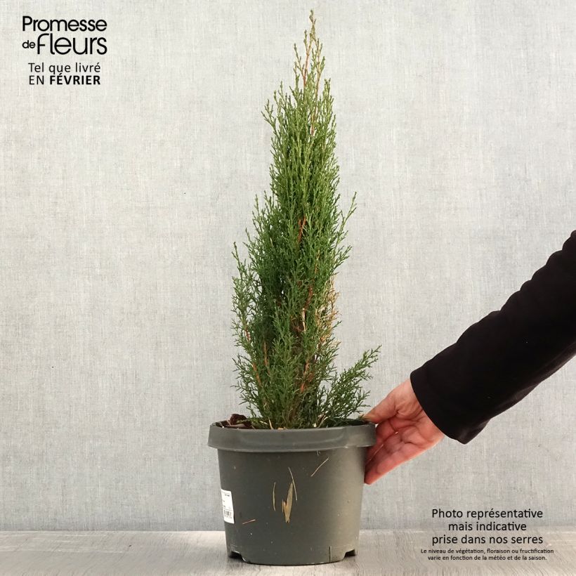 Exemplaar van Cupressus sempervirens Totem - Italiaanse cipres Pot van 4 l/5 l zoals geleverd in de winter