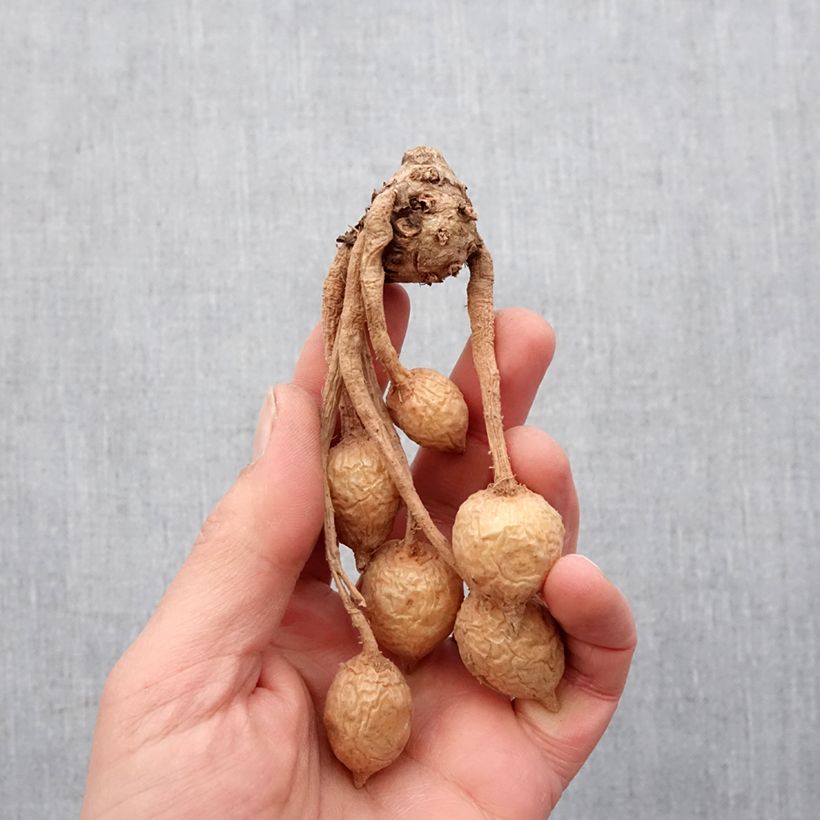 Exemplaar van Curcuma alismatifolia Roze - Siamtulp Bol kaliber I zoals geleverd in de lente