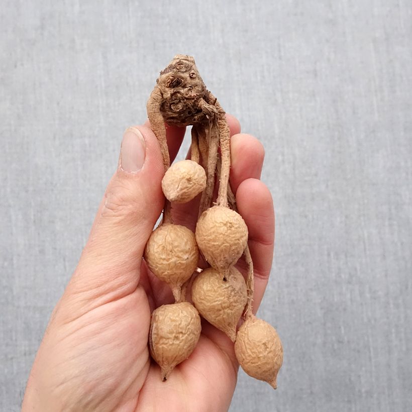 Exemplaar van Curcuma alismatifolia Rood - Siamtulp Bol kaliber I zoals geleverd in de lente