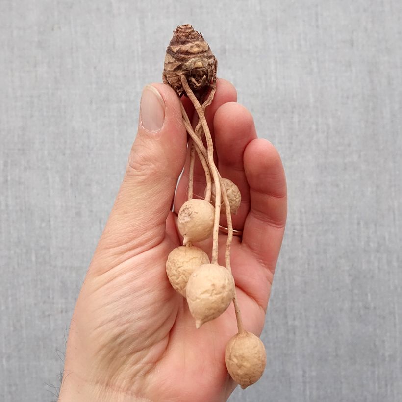 Exemplaar van Curcuma alismatifolia Wit - Siamtulp Bol kaliber I zoals geleverd in de lente