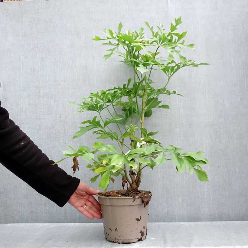 Exemplaar van Cussonia spicata Pot van 4 l/5 l zoals geleverd in de herfst