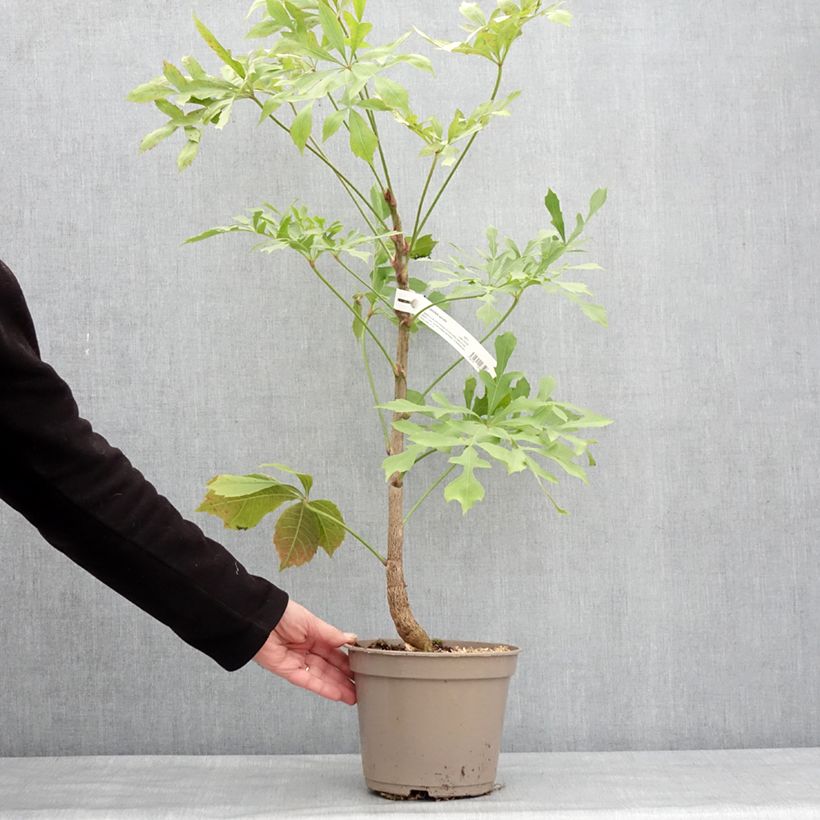 Example of Cussonia spicata Pot van 4 l/5 l as you get in hiver