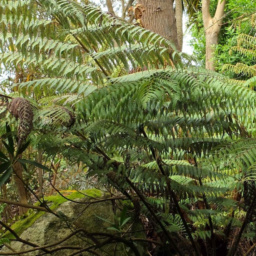 Cyathea dealbata - Zilvervaren (Blad)