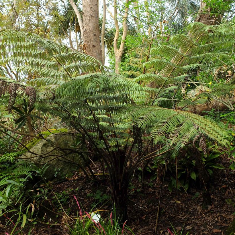 Cyathea dealbata - Zilvervaren (Groeiplaats)