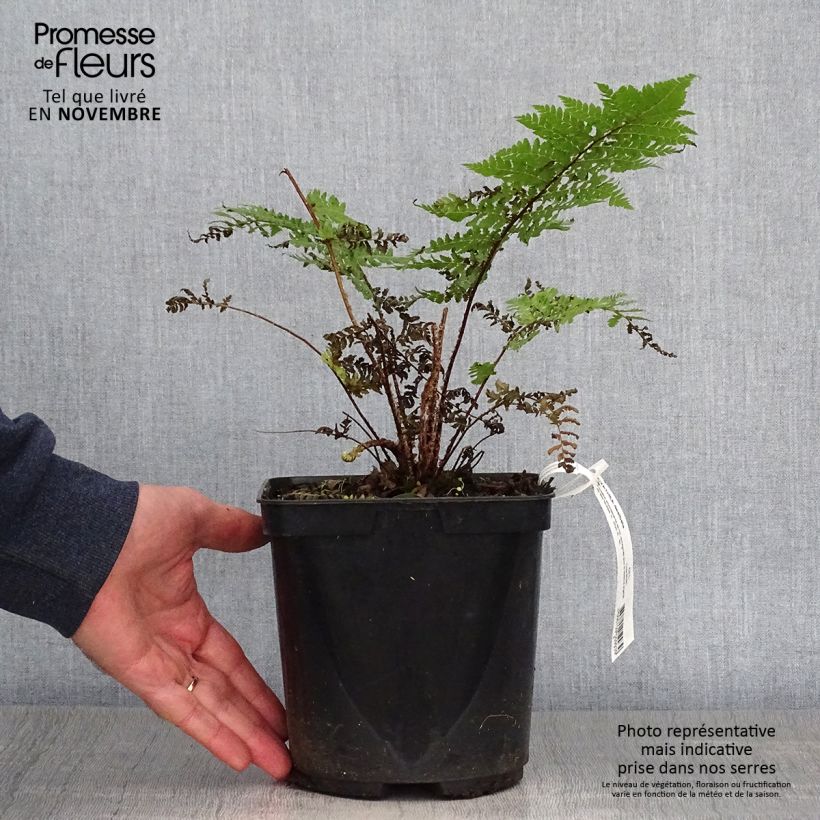 Exemplaar van Cyathea dealbata - Zilvervaren Pot van 2 l/3 l zoals geleverd in de herfst