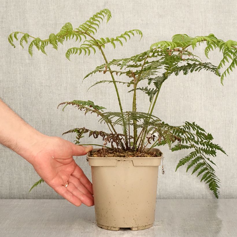 Exemplaar van Cyathea dealbata - Zilvervaren Pot van 2 l/3 l zoals geleverd in de lente