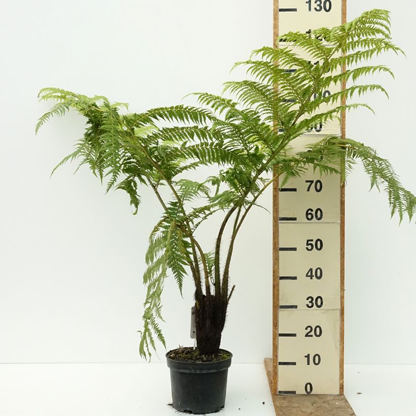 Exemplaar van Cyathea lunulata - Boomvaren Pot van 4 l/5 l zoals geleverd in de zomer