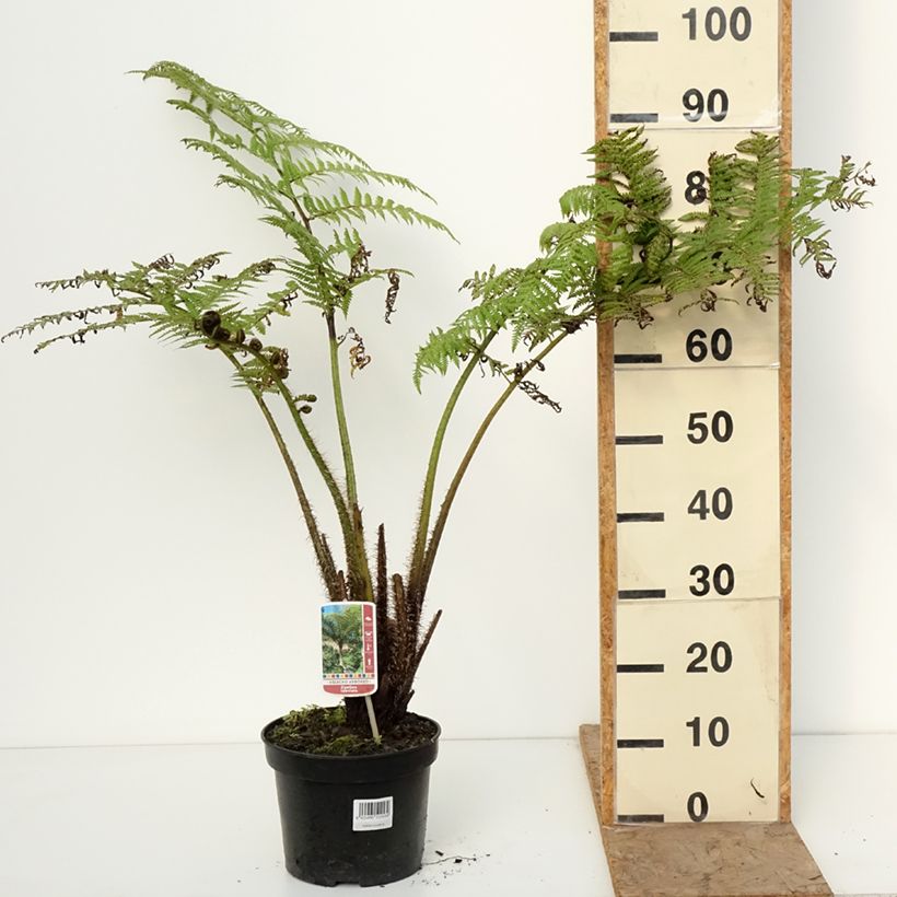 Example of Cyathea lunulata - Boomvaren Pot van 4 l/5 l as you get in hiver