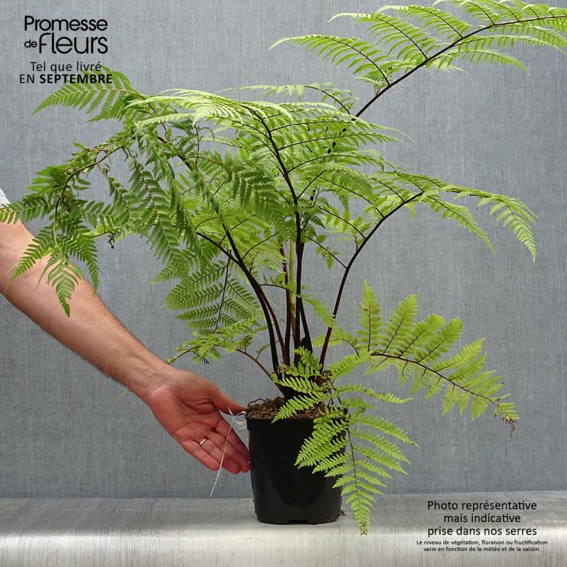 Exemplaar van Cyathea medullaris - Zwarte boomvaren Pot van 2 l/3 l zoals geleverd in de herfst