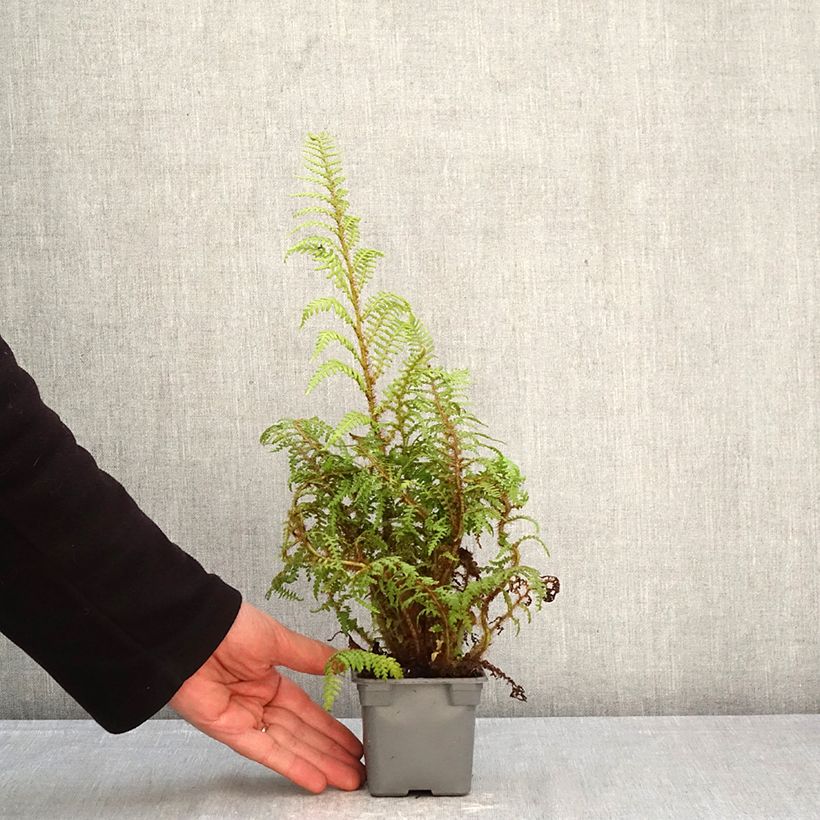 Exemplaar van Cyathea tomentosissima - Boomvaren Kweekpotje van 8/9 cm zoals geleverd in de lente