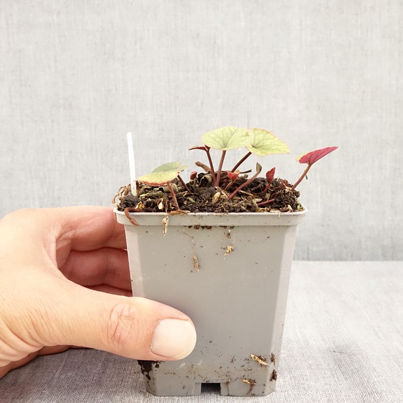 Exemplaar van Cyclamen coum Wit groen blad - Alpenviooltje Kweekpotje van 8/9 cm zoals geleverd in de zomer