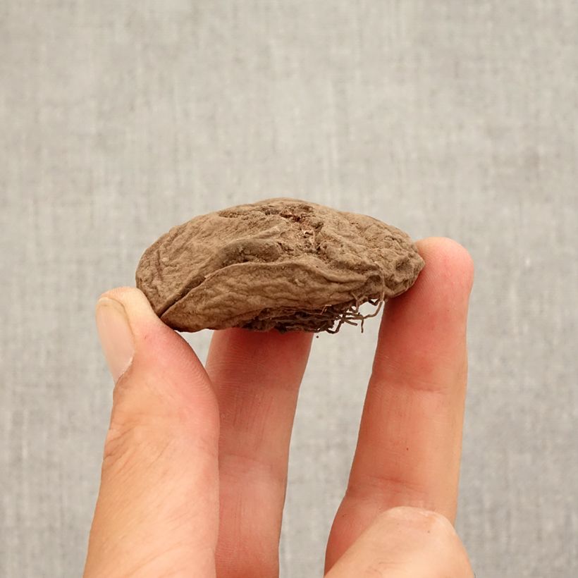 Exemplaar van Cyclamen coum Roze - Alpenviooltje Bol kaliber 15+ zoals geleverd in de herfst