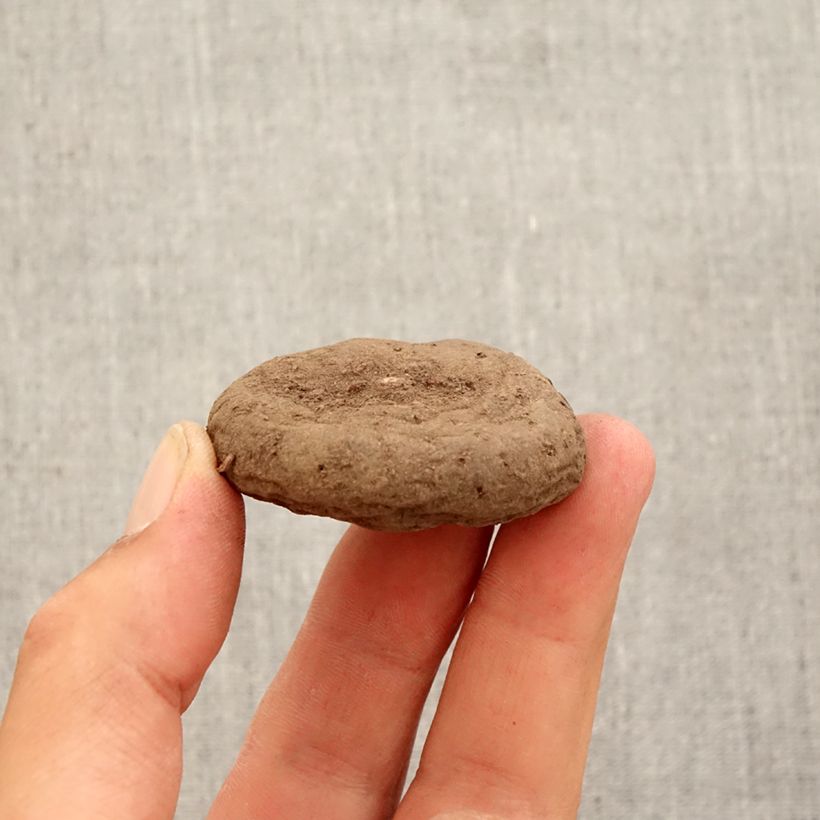 Exemplaar van Cyclamen hederifolium Wit - Naaldcyclaam Bol size 10/12 zoals geleverd in de herfst