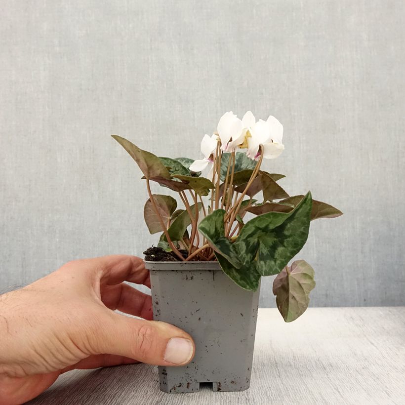 Exemplaar van Cyclamen hederifolium Wit - Naaldcyclaam Kweekpotje van 7/8 cm zoals geleverd in de herfst