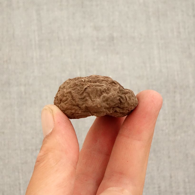 Exemplaar van Cyclamen hederifolium Roze - Naaldcyclaam Bol kaliber 10+ zoals geleverd in de herfst