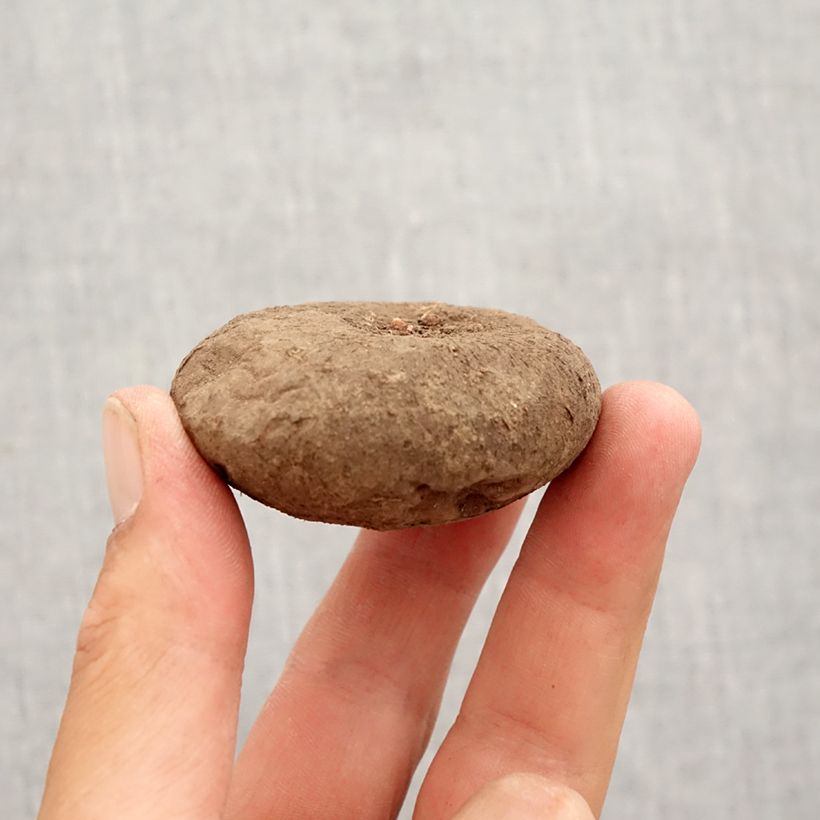 Exemplaar van Cyclamen hederifolium Roze - Naaldcyclaam Bol kaliber 15+ zoals geleverd in de herfst