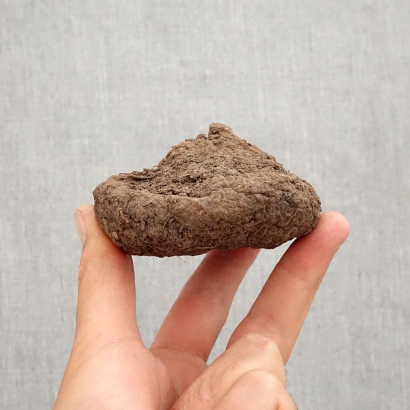 Exemplaar van Cyclamen hederifolium Roze - Naaldcyclaam Bol kaliber 25/30 zoals geleverd in de herfst