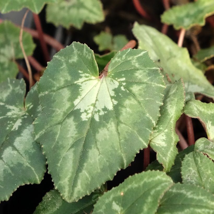 Cyclamen hederifolium Roze - Naaldcyclaam (Blad)