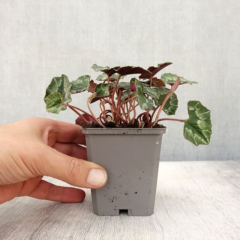 Exemplaar van Cyclamen hederifolium Roze - Naaldcyclaam Kweekpotje van 7/8 cm zoals geleverd in de herfst