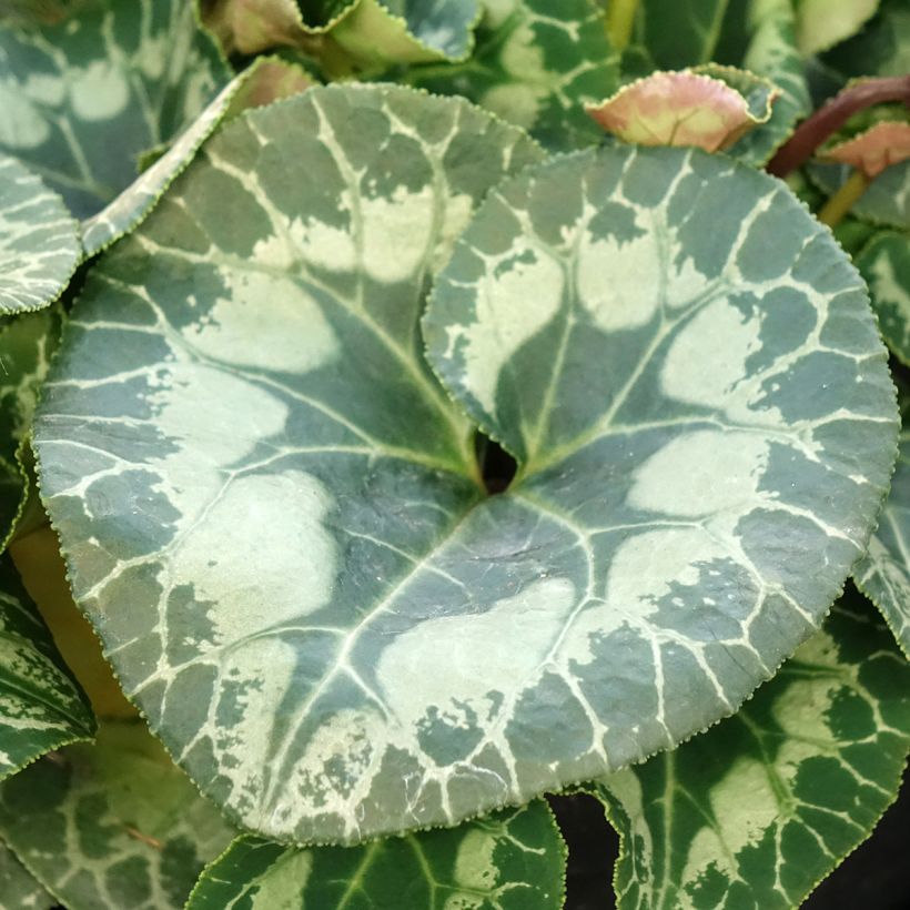 Perzische cyclaam Wit (Blad)