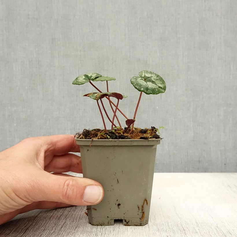 Exemplaar van Cyclamen pseudibericum - Cyclaam Kweekpotje van 8/9 cm kaliber 9 zoals geleverd in de herfst