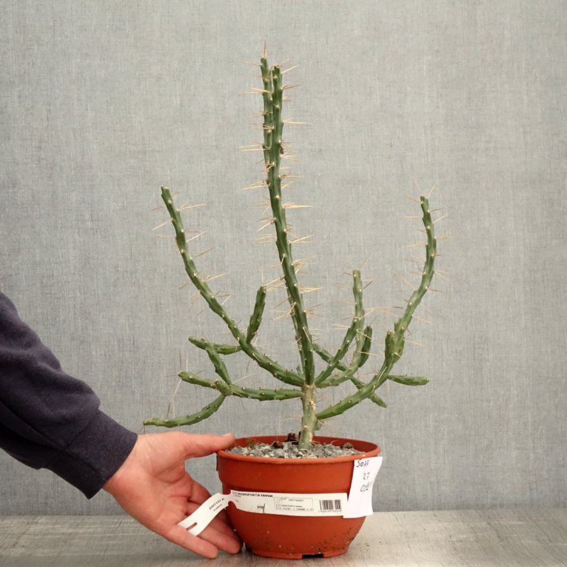 Exemplaar van Cylindropuntia kleiniae - Cholla-cactus Pot van 2 l/3 l zoals geleverd in de lente