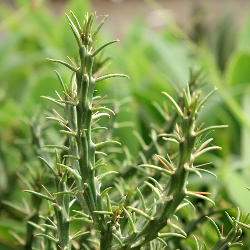Cylindropuntia kleiniae - Cholla-cactus (Blad)