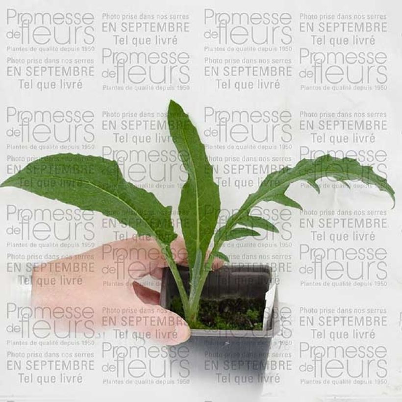 Voorbeeld van een exemplaar van Cynara cardunculus - Cardon Godet de 8/9 cm zoals geleverd