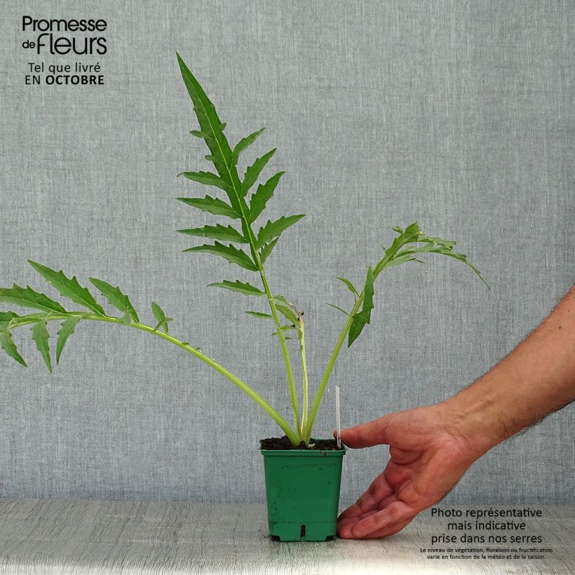 Exemplaar van Cynara cardunculus - Kardoen Kweekpotje van 8/9 cm zoals geleverd in de herfst