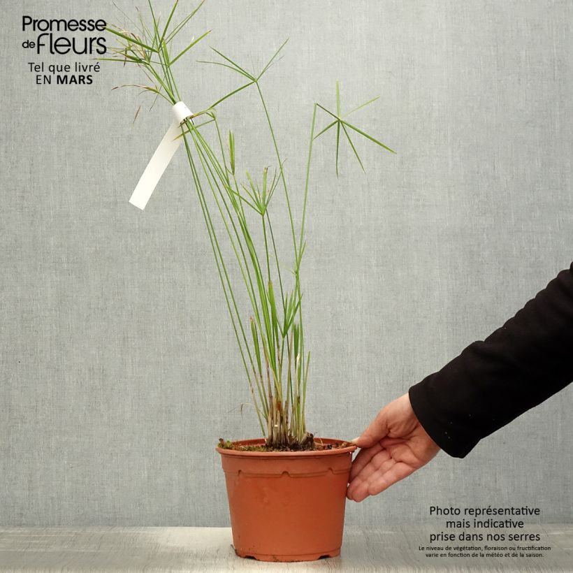 Example of Cyperus alternifolius - Parapluplant Pot van 2 l/3 l as you get in printemps