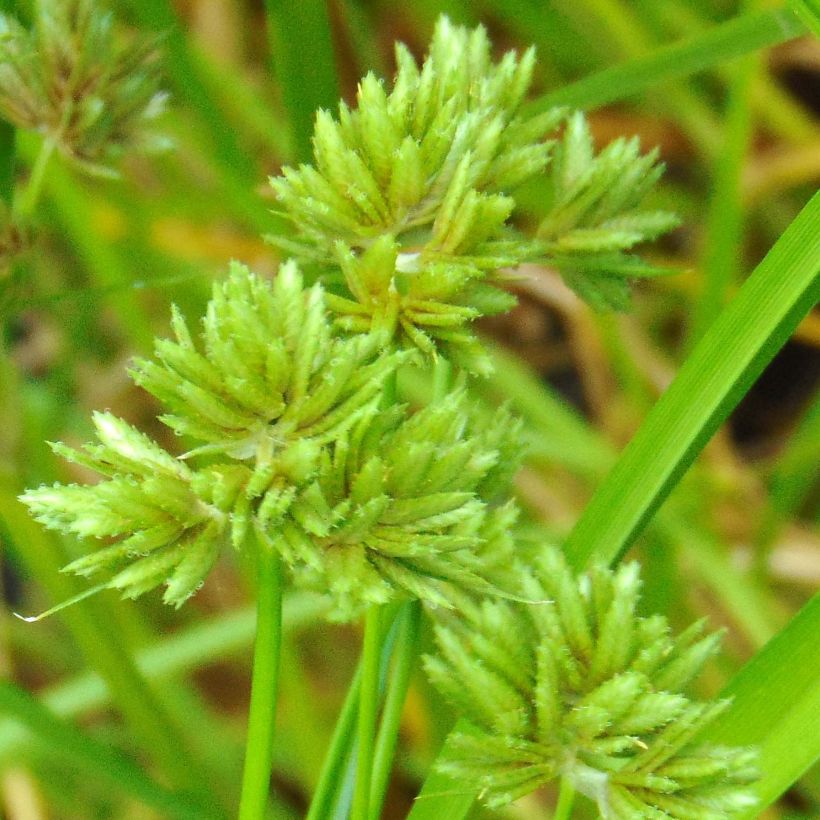 Cyperus glaber - Parapluplant (Bloei)