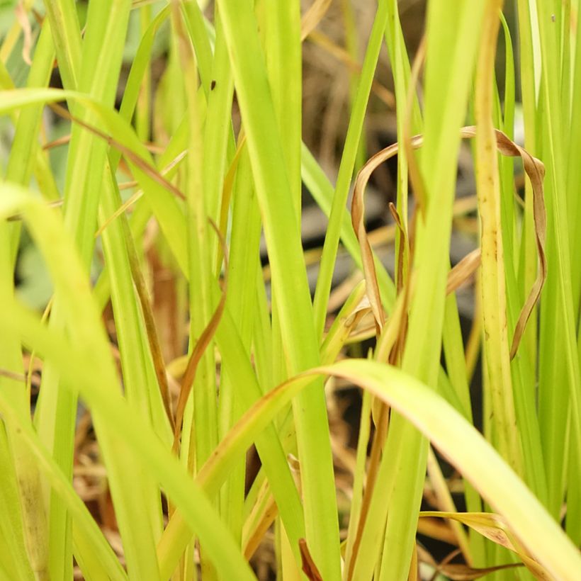Cyperus glaber - Parapluplant (Blad)