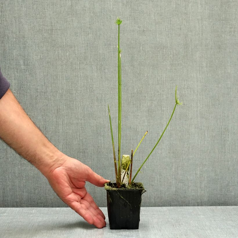 Exemplaar van Cyperus haspan - Dwergpapyrus Kweekpotje van 8/9 cm zoals geleverd in de zomer