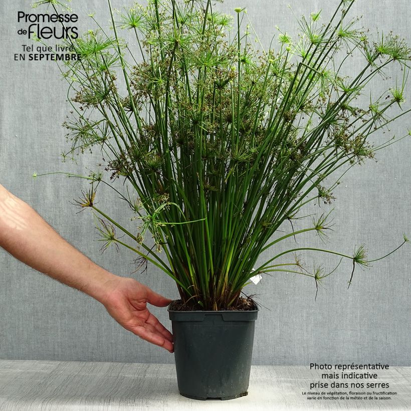 Exemplaar van Cyperus papyrus Cleopatra - Papyrusplant Pot van 3 l/4 l zoals geleverd in de herfst