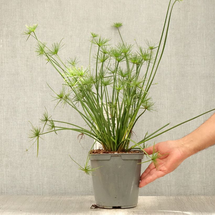 Exemplaar van Cyperus papyrus Cleopatra - Papyrusplant Pot van 3 l/4 l zoals geleverd in de zomer