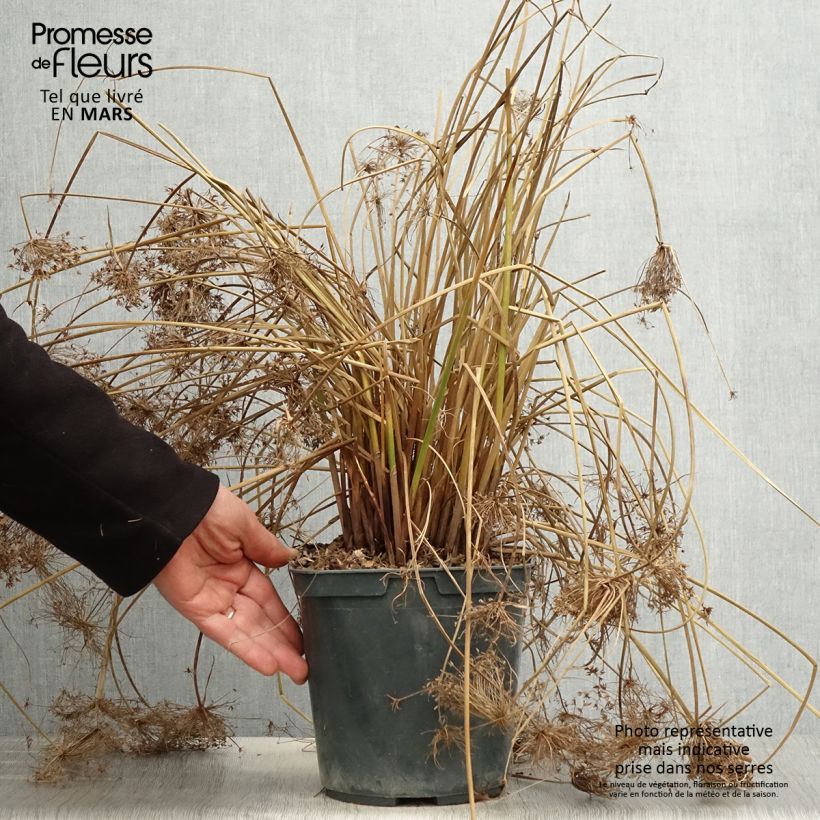 Exemplaar van Cyperus papyrus Cleopatra - Papyrusplant Pot van 3 l/4 l zoals geleverd in de lente