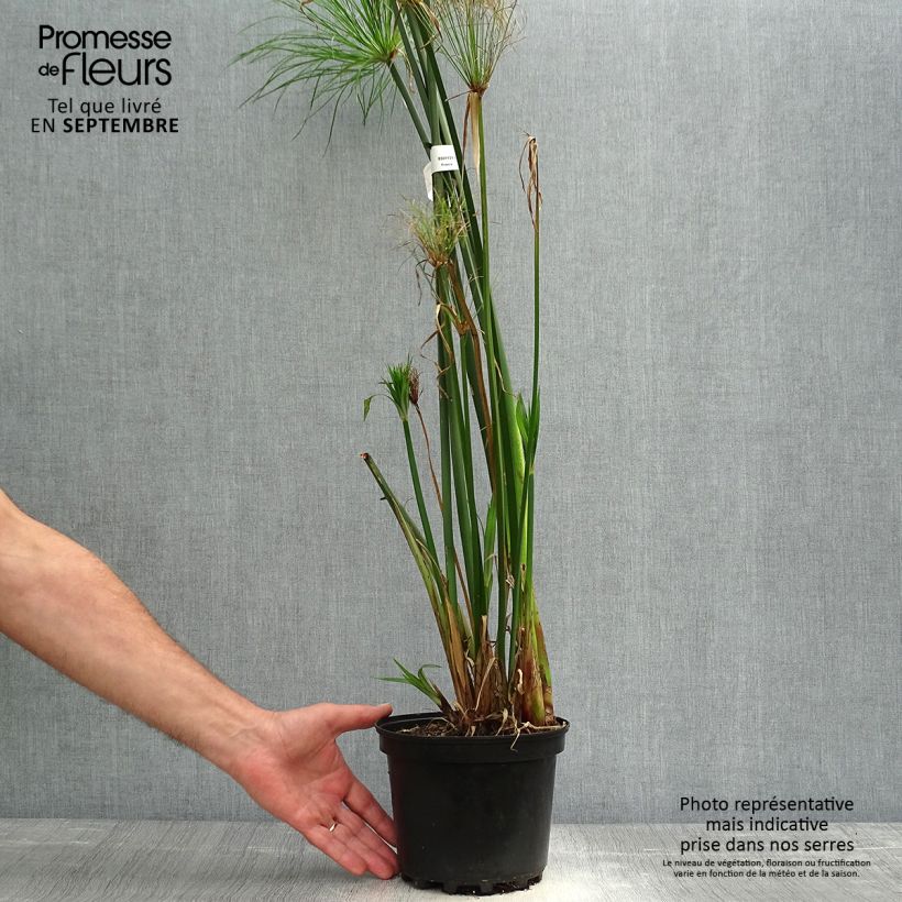Exemplaar van Cyperus papyrus - Papyrusplant Pot van 2 l/3 l zoals geleverd in de herfst