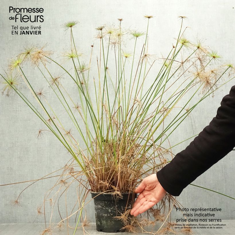 Exemplaar van Cyperus prolifer - Papyrus nain Pot de 3L/4L zoals geleverd in de winter