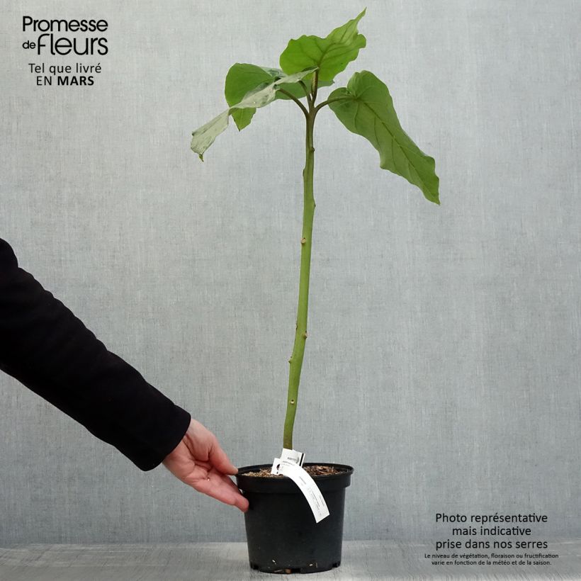 Exemplaar van Tamarillo Red Pot van 3 l/4 l zoals geleverd in de lente