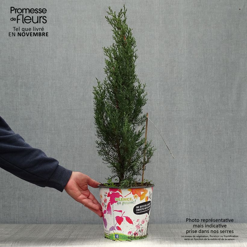 Exemplaar van Cupressus sempervirens Garda - Italiaanse cipres Pot van 4 l/5 l zoals geleverd in de herfst