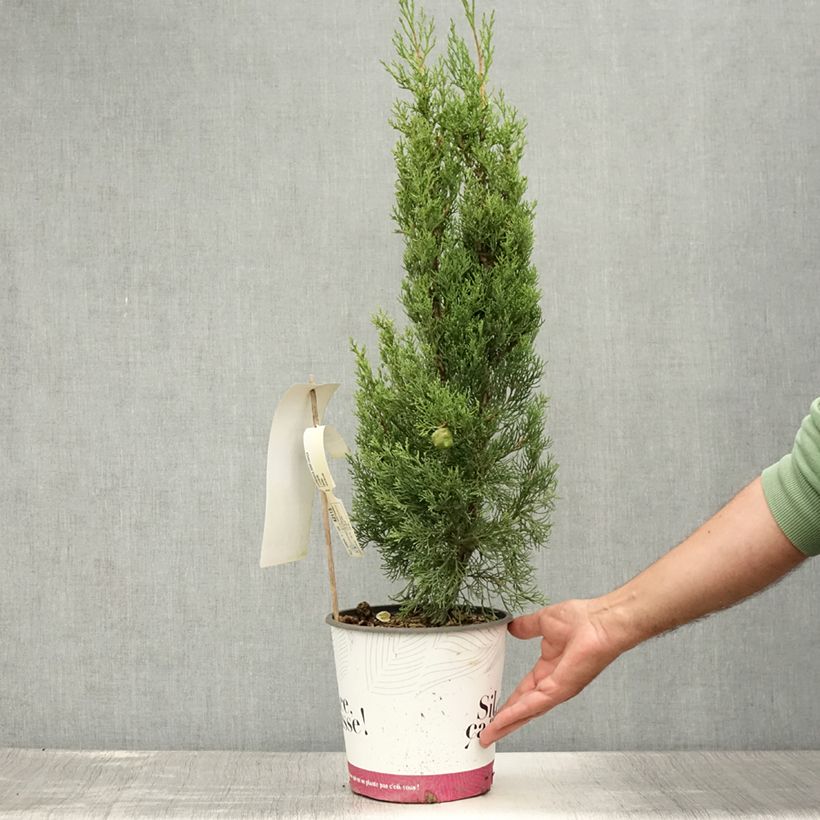 Exemplaar van Cupressus sempervirens Garda - Italiaanse cipres Pot van 4 l/5 l zoals geleverd in de zomer