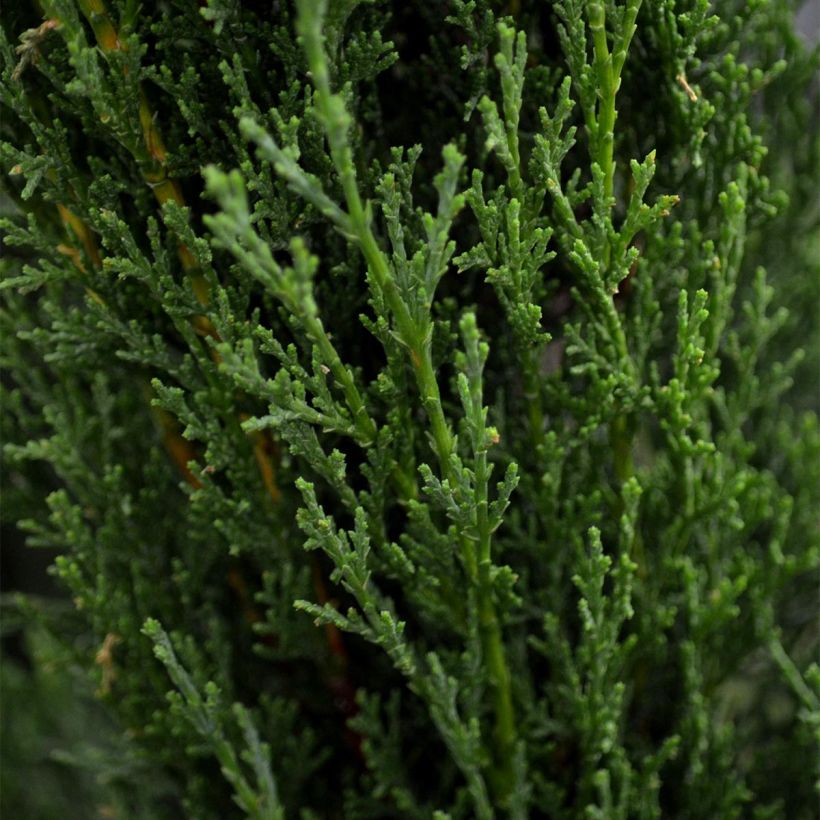 Cupressus sempervirens Totem - Italiaanse cipres (Blad)