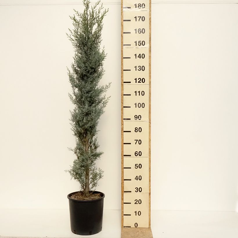 Example of Cupressus arizonica Fastigiata - Montereycipres Pot van 18 l/20 l, Struik as you get in printemps