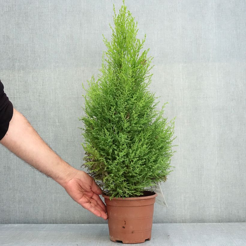Exemplaar van Cupressus macrocarpa Wilma - Kamercipres Pot van 2 l/3 l zoals geleverd in de zomer
