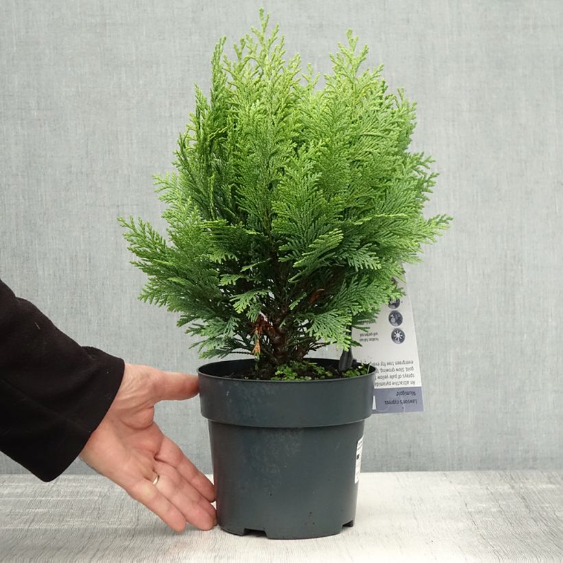 Exemplaar van Chamaecyparis lawsoniana Alumigold - Californische cipres Pot van 2 l/3 l zoals geleverd in de herfst