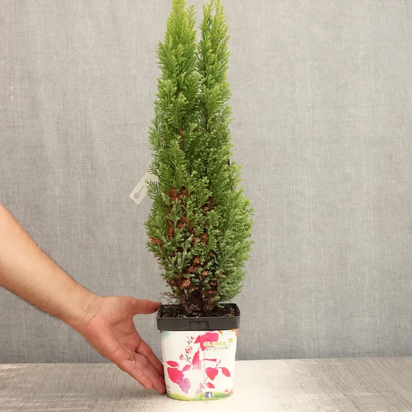 Exemplaar van Chamaecyparis lawsoniana Ellwoods Gold - Californische cipres Pot van 2 l/3 l zoals geleverd in de zomer
