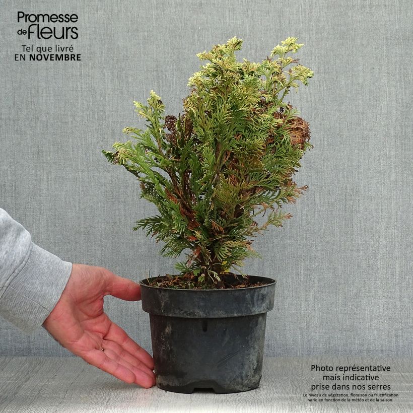 Exemplaar van Chamaecyparis lawsoniana Pygmaea Argentea - Californische cipres Pot van 2 l/3 l zoals geleverd in de herfst