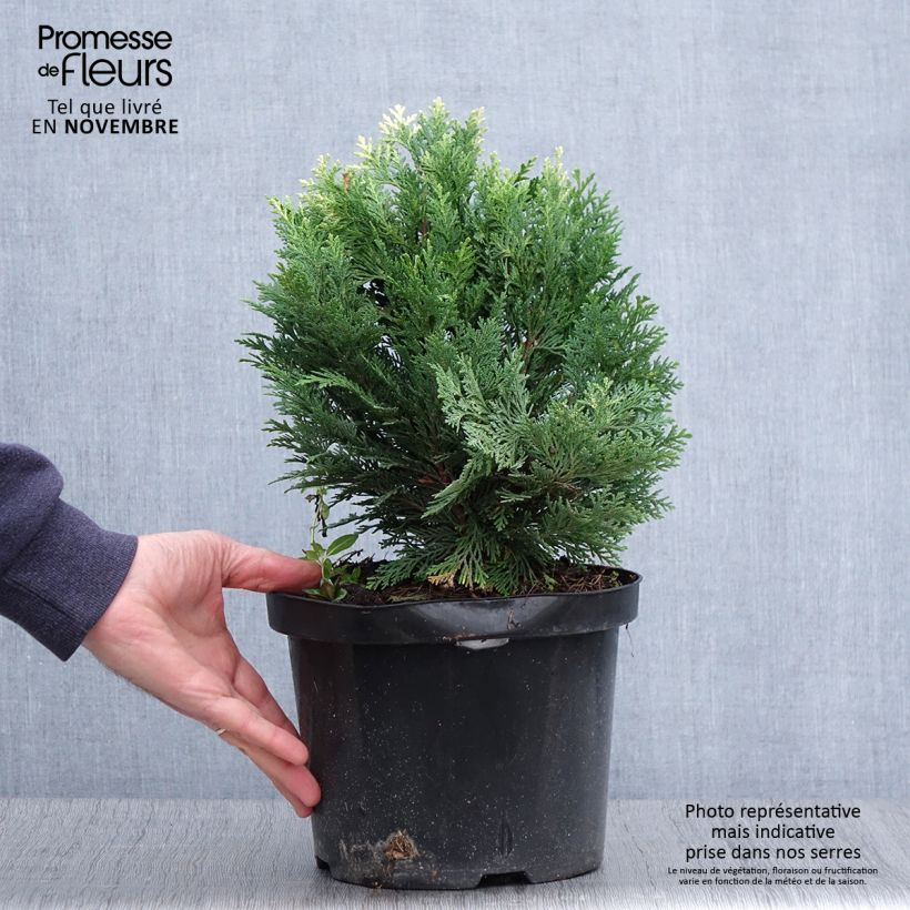 Exemplaar van Chamaecyparis lawsoniana Pygmaea Argentea - Californische cipres Pot van 4 l/5 l zoals geleverd in de herfst
