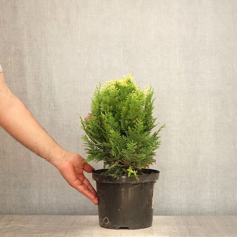 Exemplaar van Chamaecyparis lawsoniana Pygmaea Argentea - Californische cipres Pot van 4 l/5 l zoals geleverd in de zomer